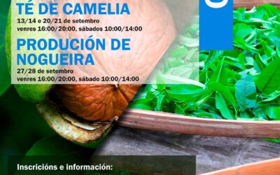 Curso de Produción de camelia para té e Produción de Nogueira